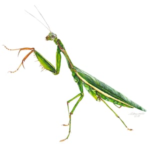 Praying Mantis, Praying Mantis Print, Praying Mantis Painting, Praying Mantis Artwork, Mantis, Insect Artwork, Insect Print, Wildlife Art
