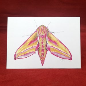 Tarjeta de polilla de halcón elefante, tarjeta de polilla, tarjeta de felicitación, tarjeta de insecto, tarjeta de error, tarjeta de felicitación en blanco, tarjeta de cumpleaños, polilla, polilla de halcón elefante,
