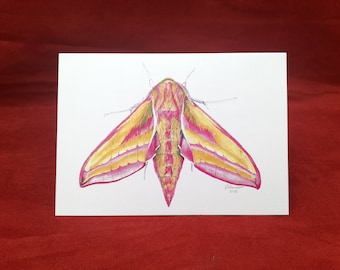 Elephant Hawk Moth Card, Moth card, Greetings card, Insect card, Bug card, Blank greetings card, Birthday card, Moth, Elephant Hawk Moth,