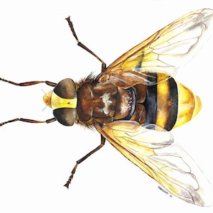 Puede incluir: Una pintura de acuarela de una mosca con rayas marrones y amarillas en su cuerpo y alas transparentes. La mosca se representa desde una perspectiva superior.