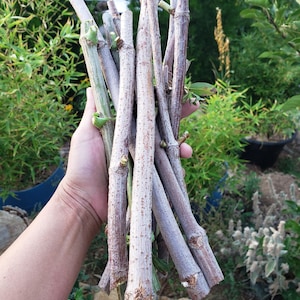 12 Elderberry Organic Wild Sambucus Nigra Cuttings American Black