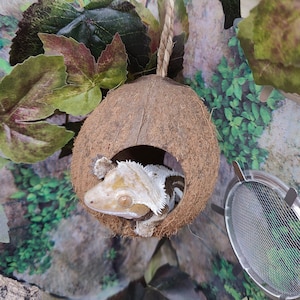 Hanging Coconut with 3 Holes - (Great for Crested Geckos, Anoles, Tree Frogs, Tarantulas and Hermit Crabs under 2.5")