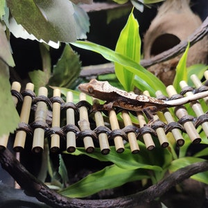 May include: A brown and white gecko lizard walking across a bamboo bridge in a terrarium. The bridge is made of small bamboo sticks tied together with black string.