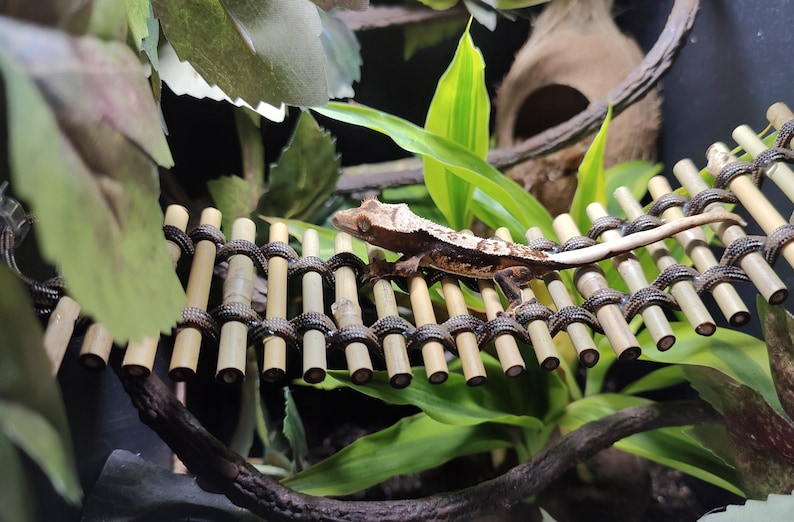 May include: A brown and white gecko lizard walking across a bamboo bridge in a terrarium. The bridge is made of small bamboo sticks tied together with black string.