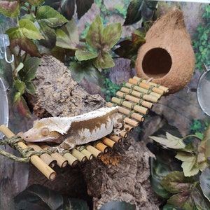 Coconut Hide with Bamboo Bridge - Enrichment for Crested Geckos, Leopard Geckos, Tree Frogs, Young Cornsnakes & Hermit Crabs under 2"