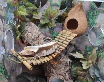 May include: A white and brown gecko lizard climbing on a bamboo bridge in a terrarium with green plants and a coconut shell hide.