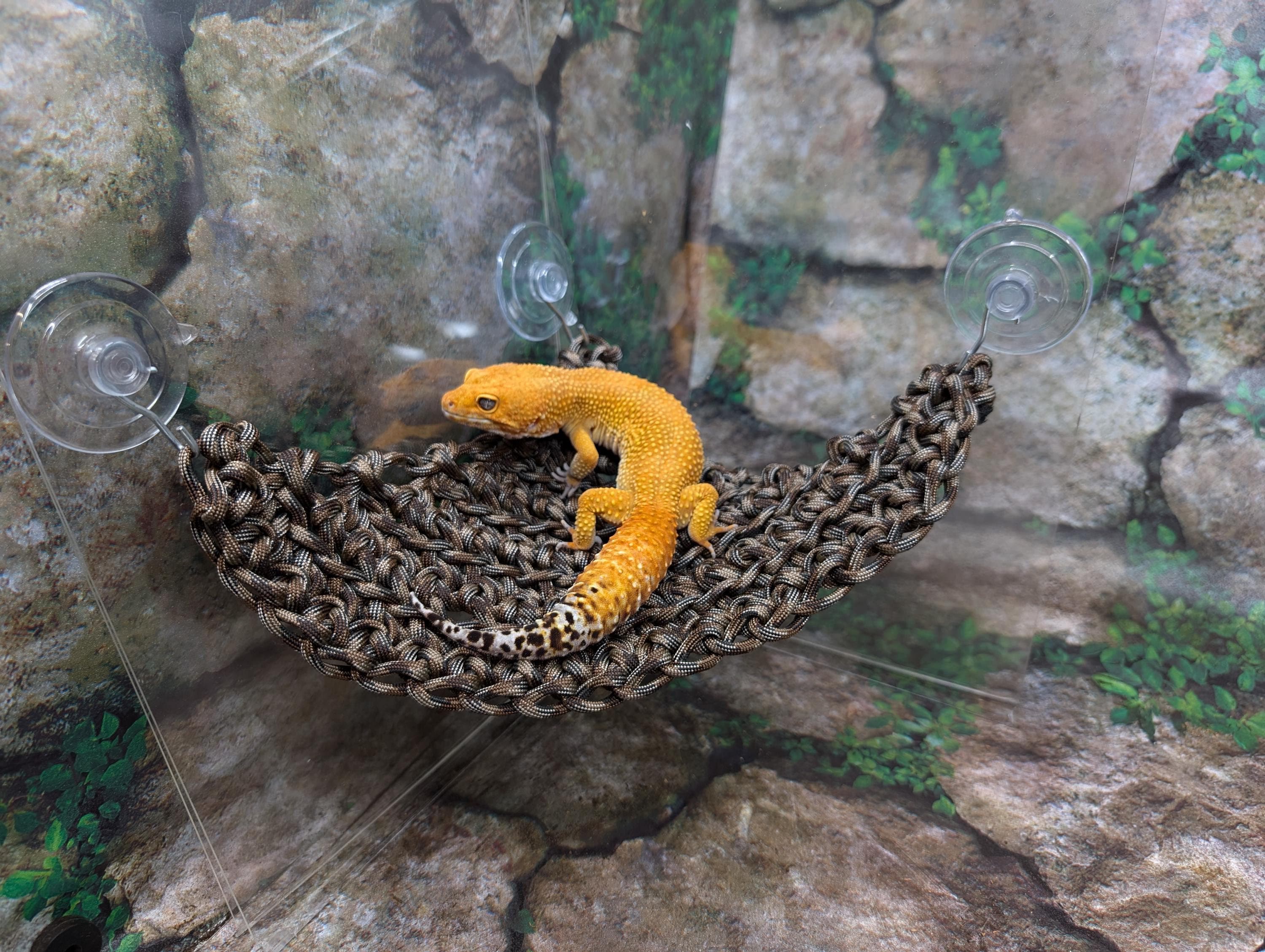 Braided Paracord Hammock (Comes in different sizes-Great for Tree Frogs, Crested Geckos, Tarantulas, Snakes, Bearded Dragons, Hermit Crabs)