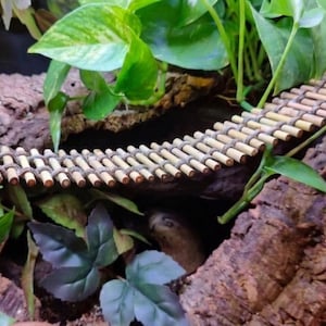Bamboo Bridge - 2.5" width - Reptile, Amphibian, and Hermit Crab Habitat Decor, Supplies, and Enrichment