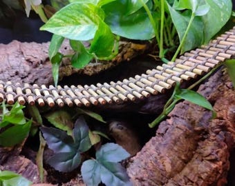 Bamboo Bridge - 2.5" width - Reptile, Amphibian, and Hermit Crab Habitat Decor, Supplies, and Enrichment