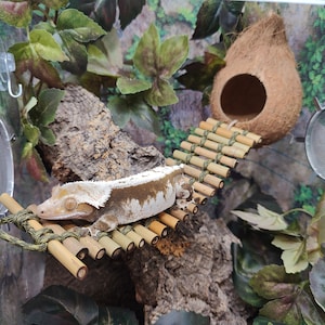 May include: A white and brown gecko lizard climbing on a bamboo bridge in a terrarium with green plants and a coconut shell hide.