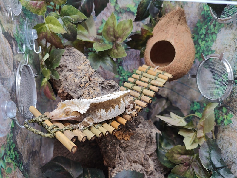 May include: A white and brown gecko lizard climbing on a bamboo bridge in a terrarium with green plants and a coconut shell hide.