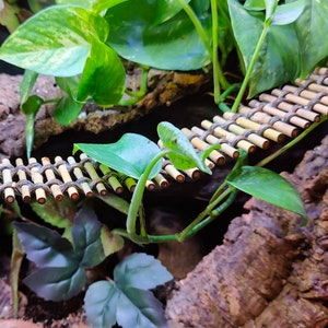 Bamboo Bridge - 2.5" width - (Perfect for Young Crested Geckos, Tree Frogs, Smaller Hermit Crabs, and other small reptiles and amphibians)