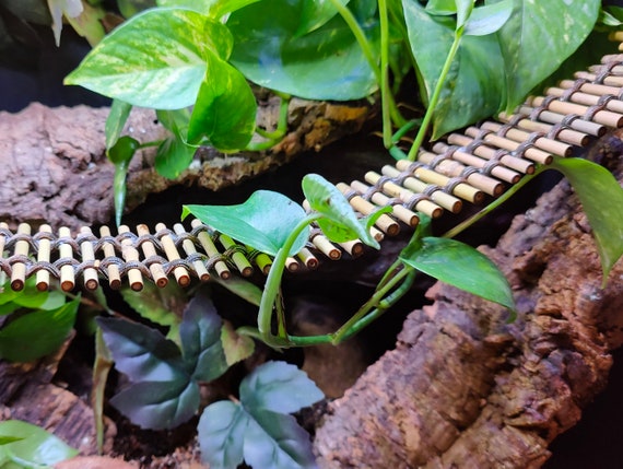 Bamboo Bridge - 2.5" width - Reptile, Amphibian, and Hermit Crab Habitat Decor, Supplies, and Enrichment