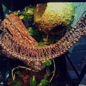 May include: A terrarium featuring a brown log, green plants, and a brown rope hammock. The terrarium is illuminated from above.