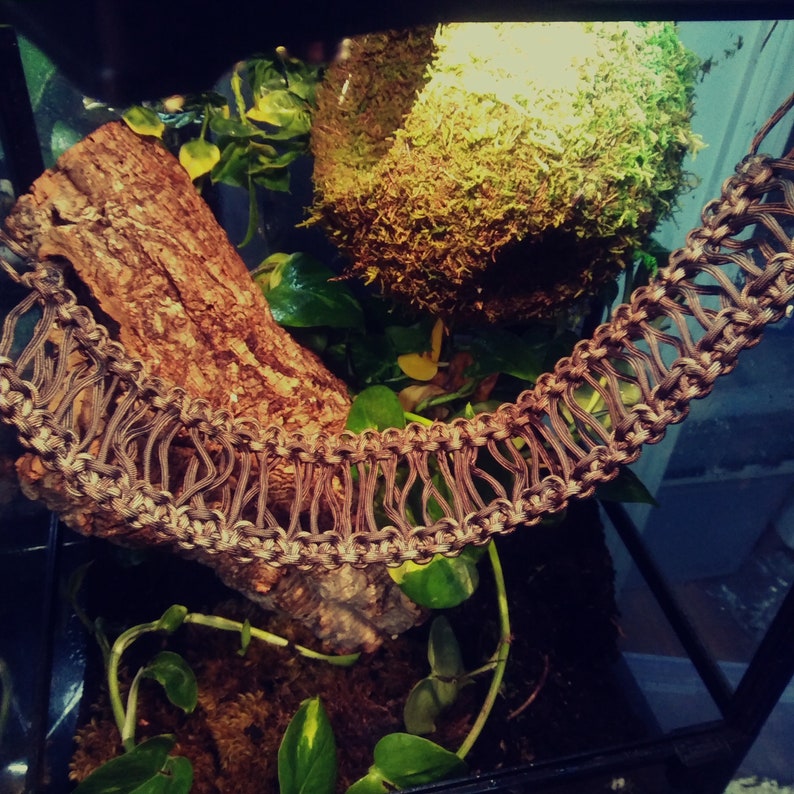 May include: A terrarium featuring a brown log, green plants, and a brown rope hammock. The terrarium is illuminated from above.