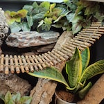 Ball Python Accessories