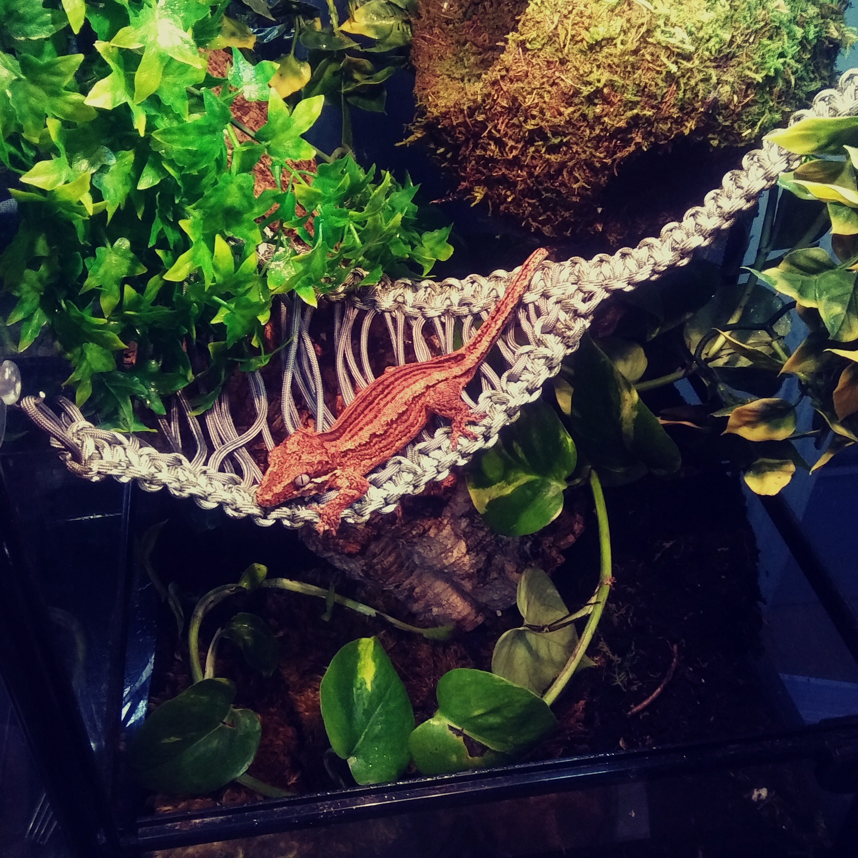 Woven Paracord Hammock