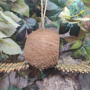Hanging Coconut Hide with 2 Bamboo bridges (Great for Crested Geckos, Tarantulas, Tree Frogs, and Hermit Crabs under 2")