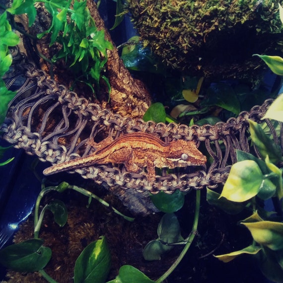 Woven Paracord Bridge - 4" width