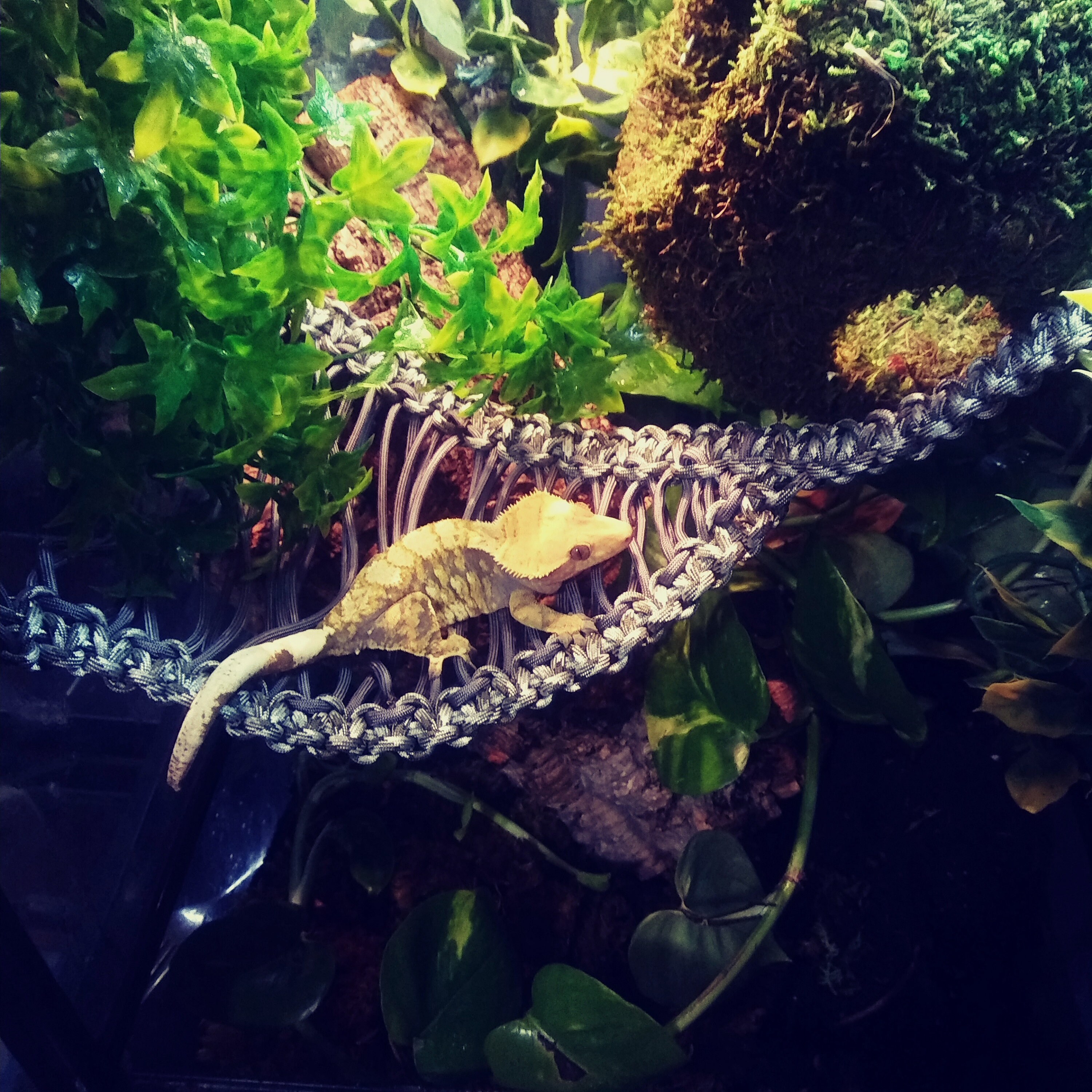 Paracord Hammock Etsy