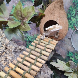 May include: A white and brown gecko lizard perched on a bamboo bridge leading to a coconut shell hideaway. The hideaway is made of natural coconut fibers and has a small opening for the lizard to enter. The bridge is made of natural bamboo sticks and is secured with green string.