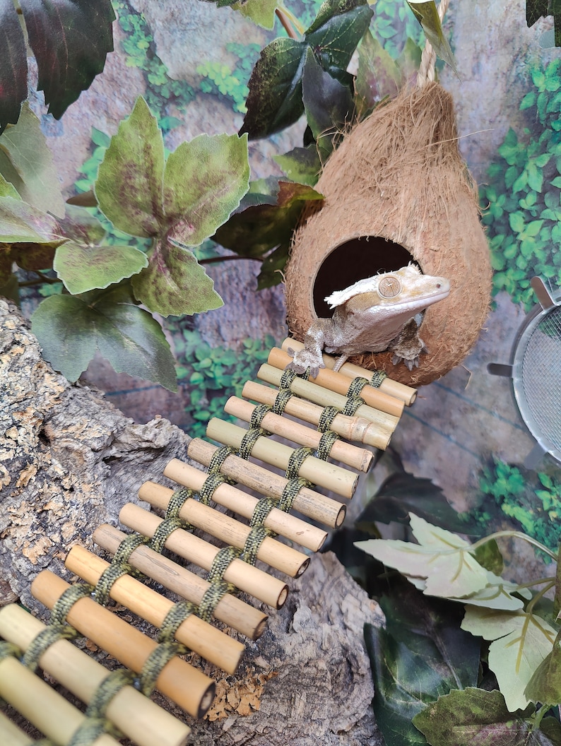 May include: A white and brown gecko lizard perched on a bamboo bridge leading to a coconut shell hideaway. The hideaway is made of natural coconut fibers and has a small opening for the lizard to enter. The bridge is made of natural bamboo sticks and is secured with green string.