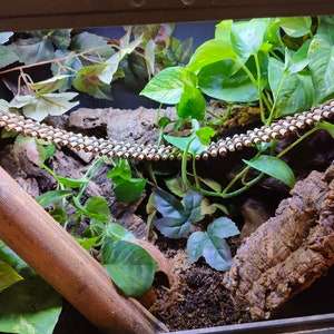 May include: A close-up of a terrarium with a wooden branch, a cork bark background, and a bamboo ladder. The terrarium is filled with green plants and a layer of brown soil.