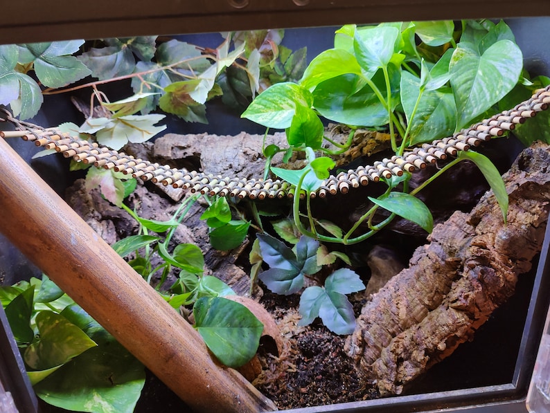 May include: A close-up of a terrarium with a wooden branch, a cork bark background, and a bamboo ladder. The terrarium is filled with green plants and a layer of brown soil.