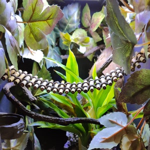 May include: A close-up of a terrarium with a bamboo bridge, green plants, and brown branches. The terrarium is made of glass and has a black frame.