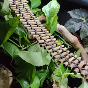 May include: A brown bamboo ladder with black string connecting the rungs, hanging in a terrarium with green plants.