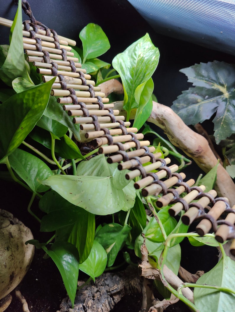 May include: A brown bamboo ladder with black string connecting the rungs, hanging in a terrarium with green plants.