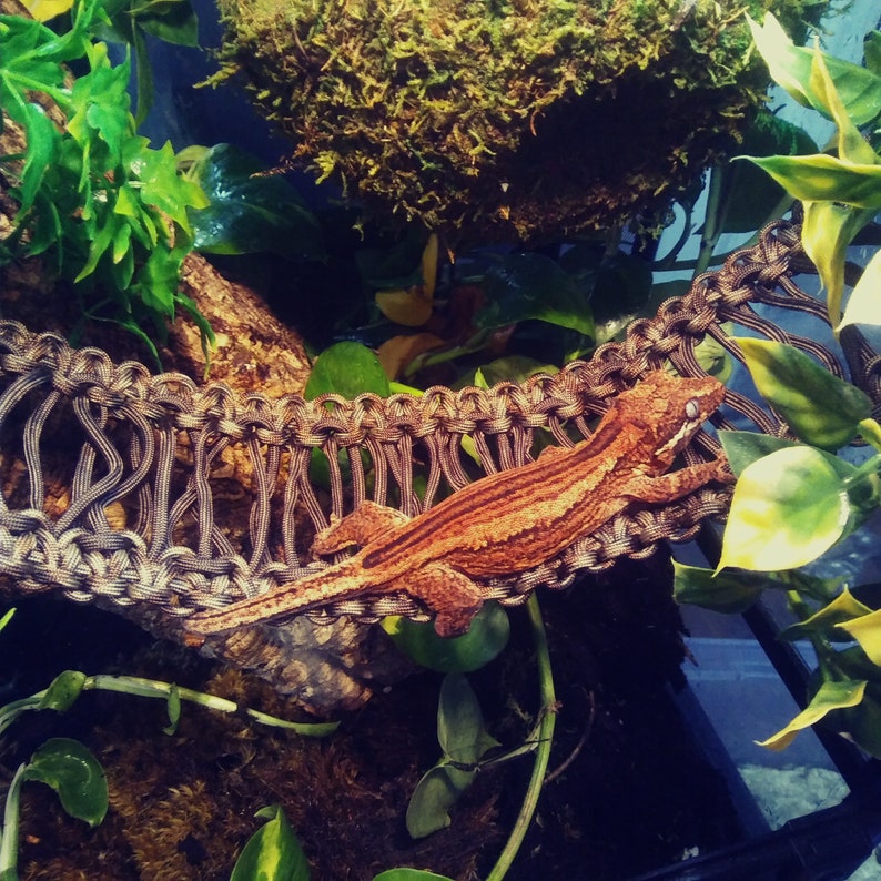 May include: A brown and orange gecko lizard climbing on a grey rope hammock in a terrarium with green plants.