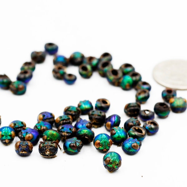 20 Pcs Rare Item Head Sternocera Green Blue Jewel Beetle Beads Art Craft Jewelry Fashion Design Handmade Supply