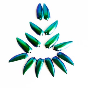 May include: A collection of iridescent green and blue beetle wings arranged in a starburst pattern on a white background.