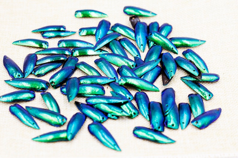 200 Pré-percés 2 trous Iridescence Vert Bleu Bijou Elytra scarabée Ailes dinsectes Broderie Bijoux Robe Fabrication Art Décoration Fourniture image 1