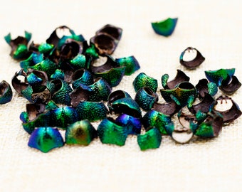 500 Pcs Rare Item Sternocera Pronotum Necks Thorax Green Blue Jewel Beetle Craft Jewelry Fashion Necklace Design Supply