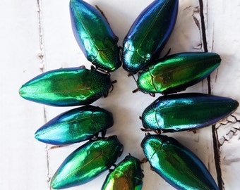 Vente en gros, lots de 50 pièces. Sternocera métallisé vert, spécimen séché, scarabée bijou, fournitures créatives, étude d'entomologie