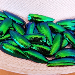 Può includere: Una collezione di ali di scarabeo verdi iridescenti, disposte su una superficie tessuta. Le ali hanno una lucentezza metallica e sono di un verde vibrante.