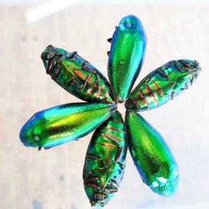 May include: Six iridescent jewel beetles arranged in a circular flower-like pattern. The beetles display vibrant metallic green and blue hues with some showing their undersides, revealing dark legs and segmented bodies with copper-toned accents.