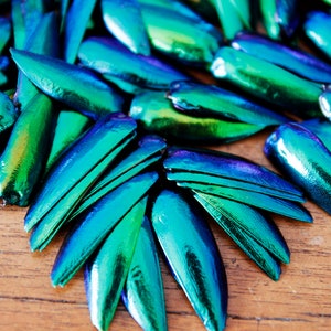 1000 Drilled/Undrilled  Iridescence Green Blue Elytra Sternocera Jewel Beetle Wings Taxidermy Embroidery Craft Supply Jewelry Fashion Design