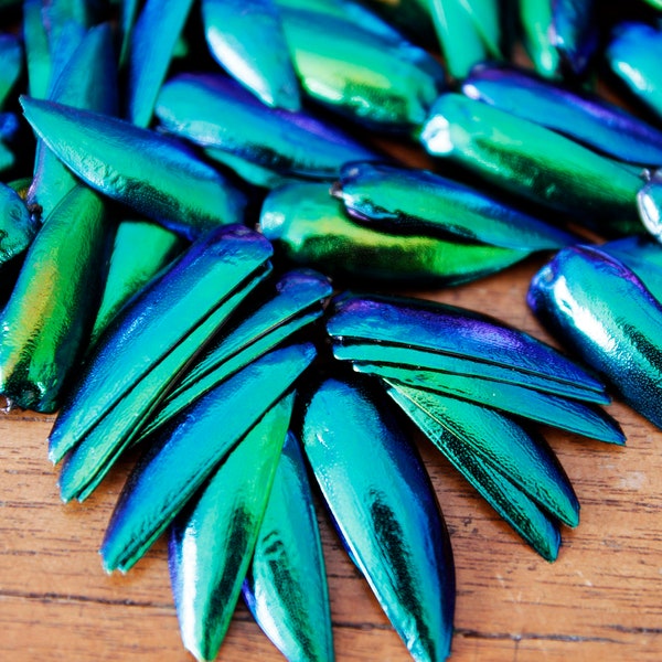 1000 Iridescence percée/non percée Vert Bleu Elytra Sternocera Jewel Beetle Wings Taxidermie Broderie Artisanat Fourniture Bijoux Design de mode