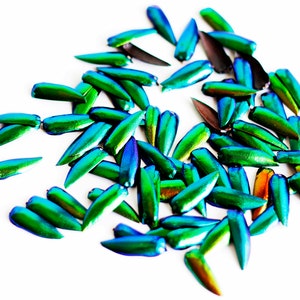 以下が含まれることがあります： 白い背景に散らばった、虹色の緑と青の甲虫の羽根のコレクション。羽根は緩やかな円形に配置され、一部は重なっている。