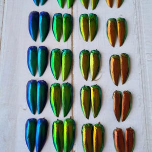 200 Pairs 50 Pairs Each Color Green Blue, Green Yellowish, Green Orange, Red Jewel Elytra beetle  Insect Wings Bug Shells Jewelry