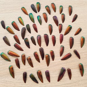 Puede incluir: Una colección de alas de escarabajo iridiscentes dispuestas en un patrón semicircular. Las alas son una mezcla de colores verde, azul y marrón.