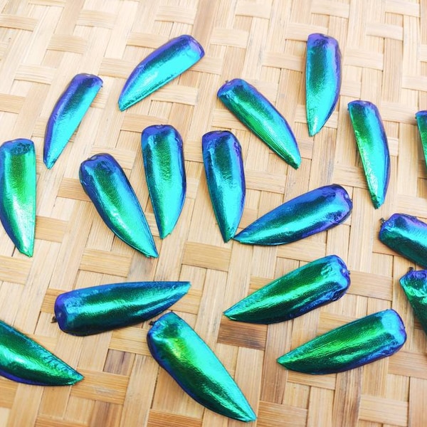 100 Big Jumbo Size Green Blue Elytra Sternocera Jewel Beetle Wings Bug Shells Taxidermy Embroidery Craft Supply Jewelry Fashion Design