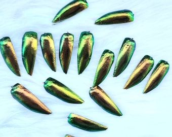 300 pièces. Percé vert or Orange véritable bijou ailes de scarabée coquillages Elytra Sternocera mode Art artisanat commande personnalisée