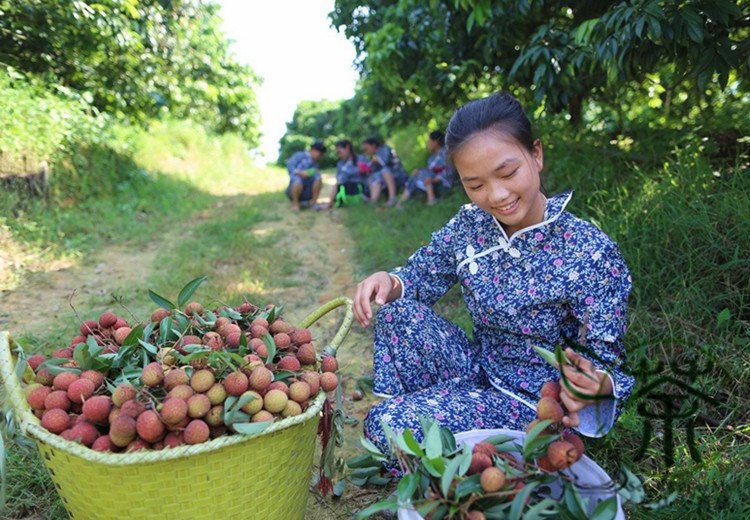 Litchi Chinensis Litchi Lychee Seed 50 PCS Lichee Li Zhi Etsy Australia
