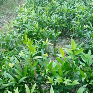 Podocarpus Nagi, Nageia Nagi Seed 200 PCS, Asian Bayberry Zhubai image 2