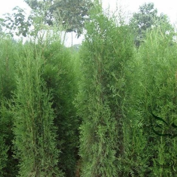 Platycladus Orientalis, Chinese Arborvitae Seed 1000 PCS, Oriental Thuja Cebai