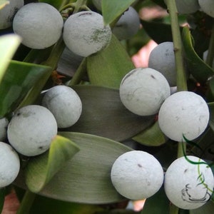 Podocarpus Nagi, Nageia Nagi Seed 200 PCS, Asian Bayberry Zhubai image 9